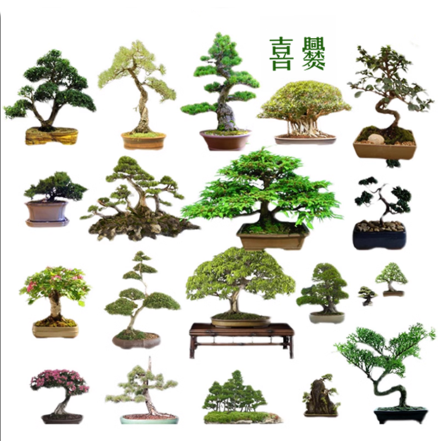 喜爨绿植